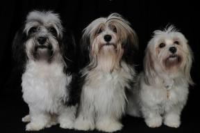 willowbrook havenese dogs three girls