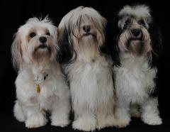 picture of three havanese dogs